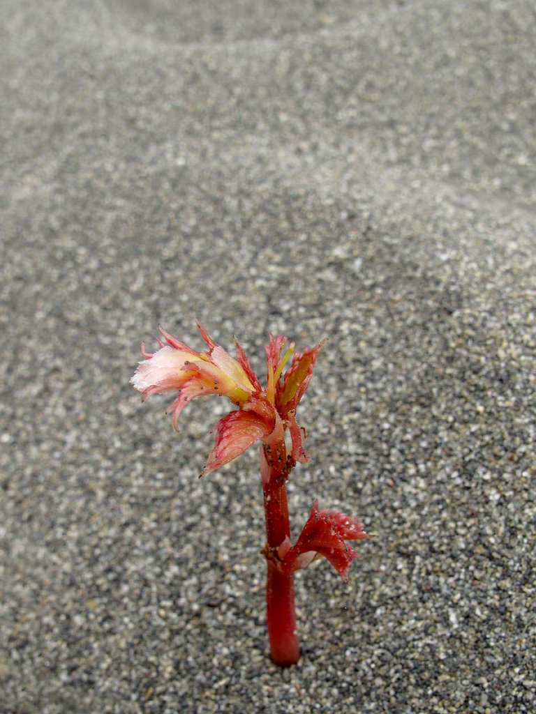 浜の植物