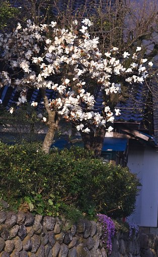 夕日を浴びて・・