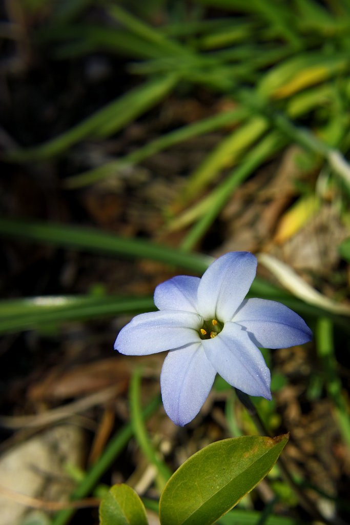 花二ラ？