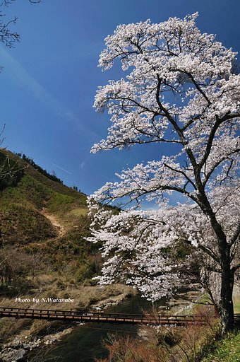 京北方面の桜