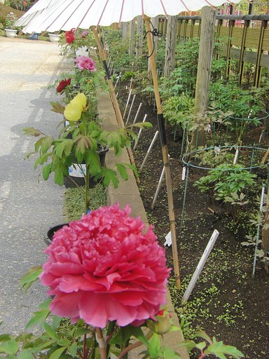 春が来た♪（その８）