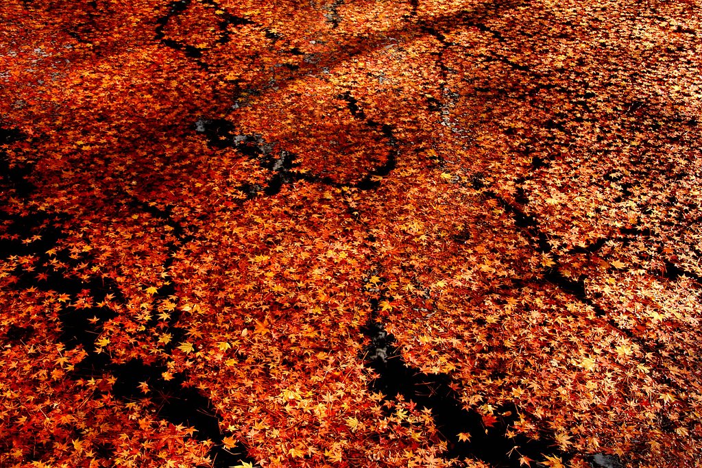 水面紅葉