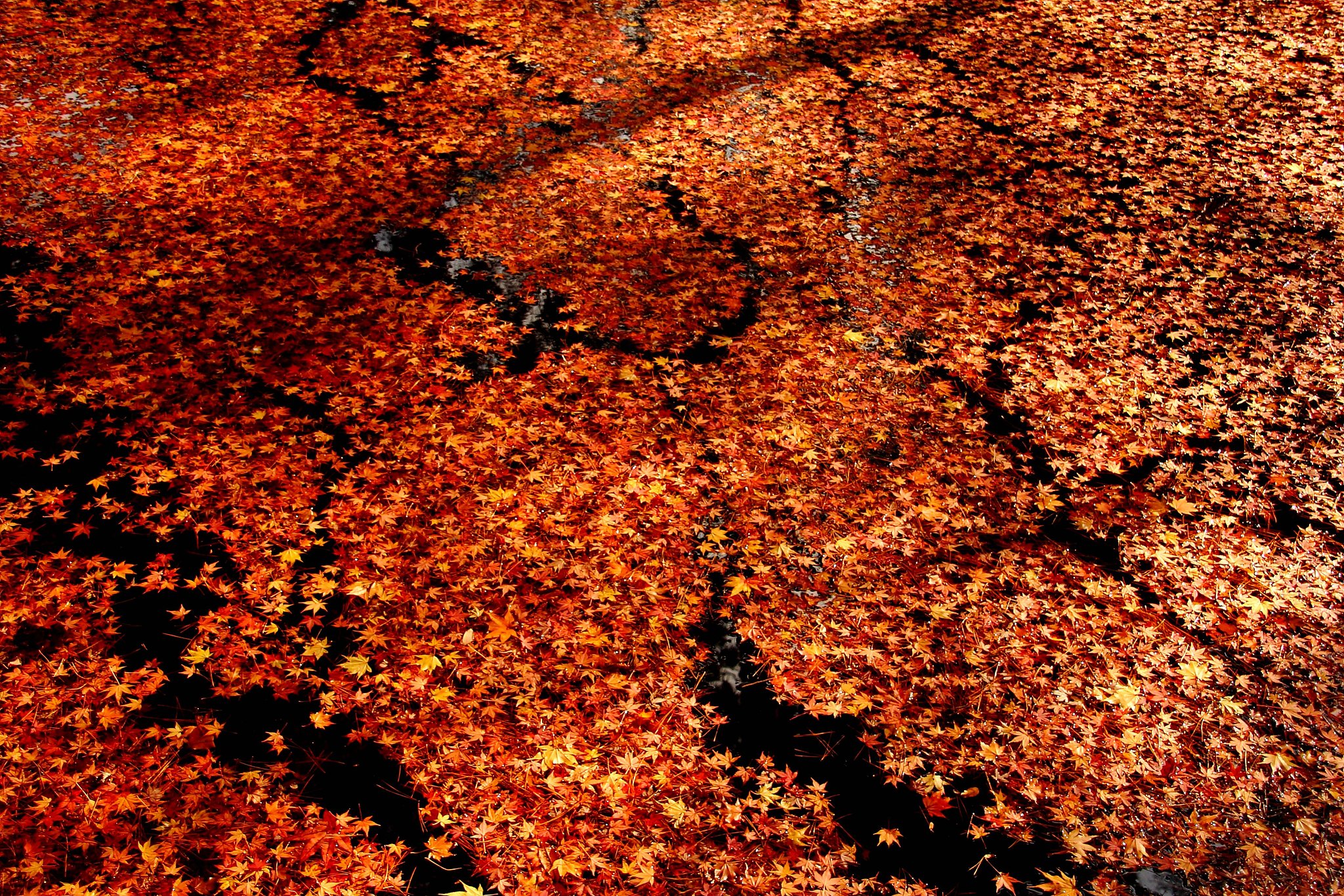 水面紅葉