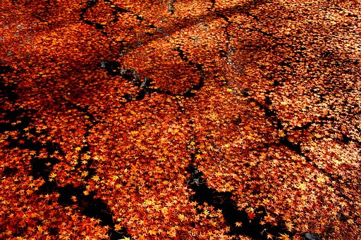 水面紅葉