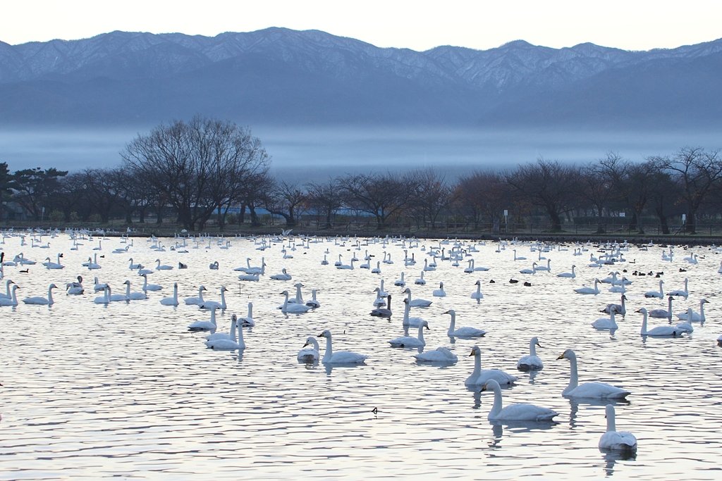 朝もやの瓢湖