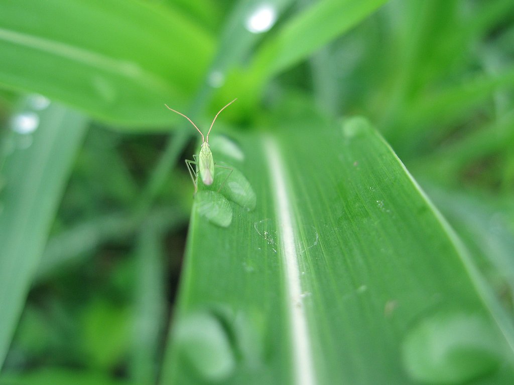 体長3mmほどの小さなカメムシ