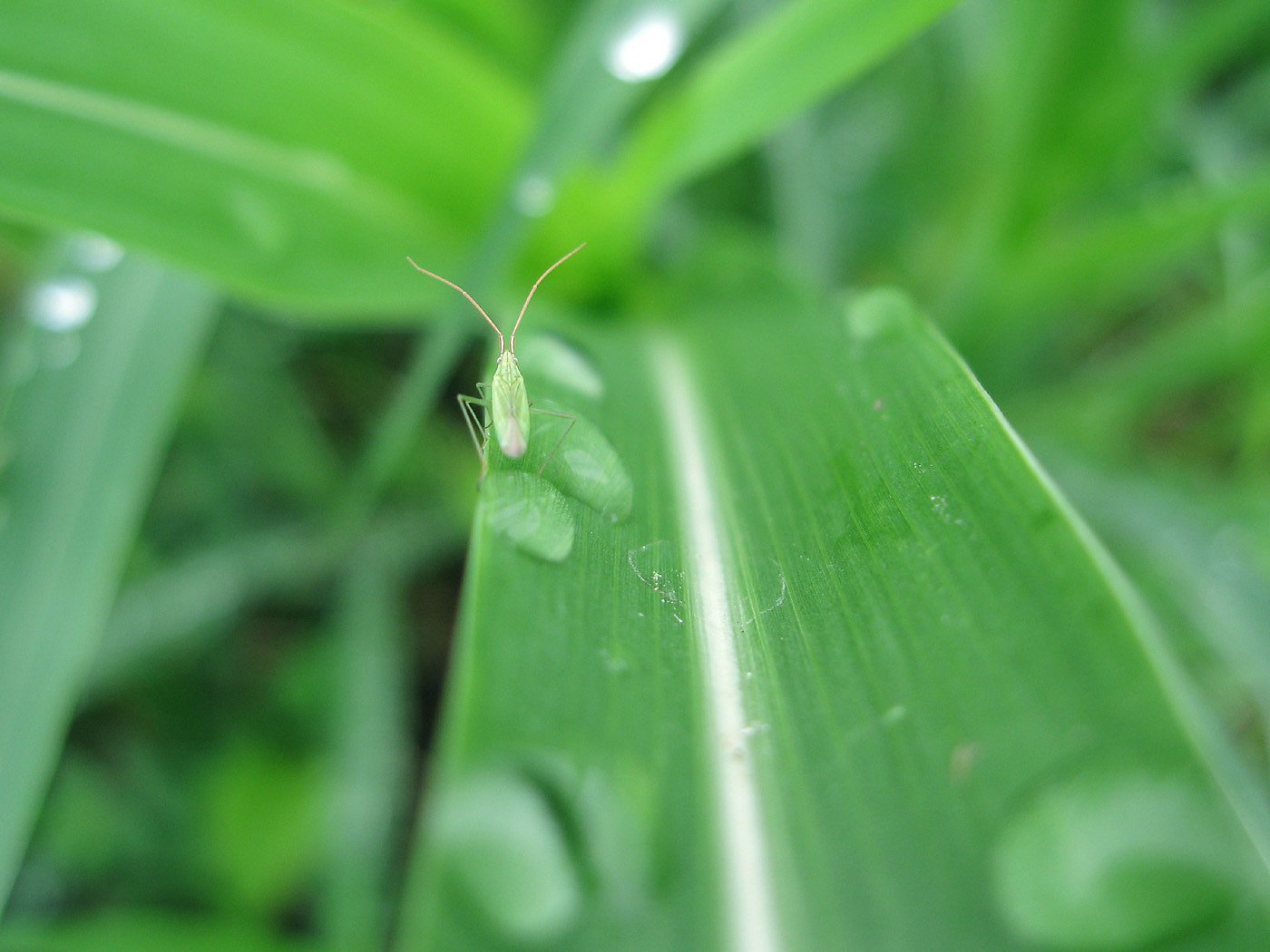 体長3mmほどの小さなカメムシ