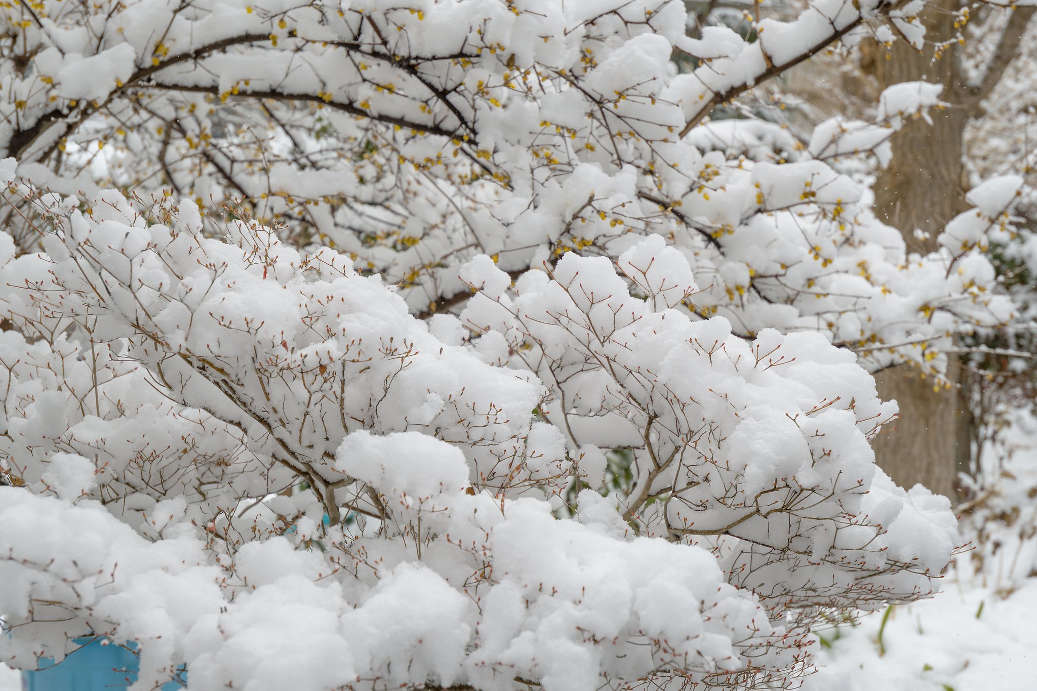 入道雪