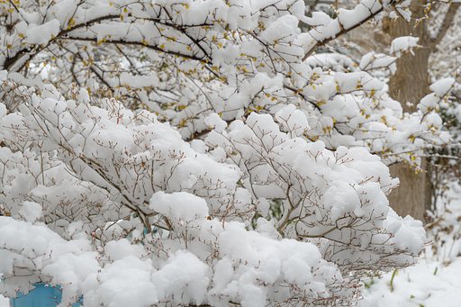 入道雪