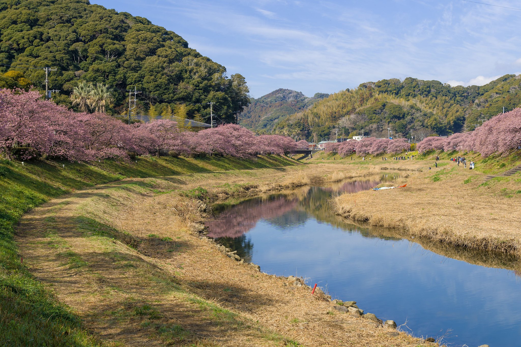 川沿いの春