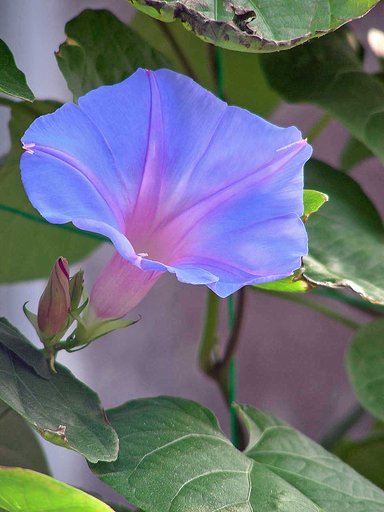 【縦撮り】夏の代表
