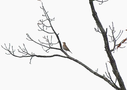 ビンズイ
