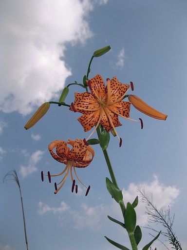【縦撮り】鬼百合の夏