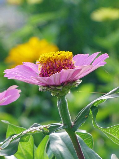 【縦撮り】蜘蛛の糸