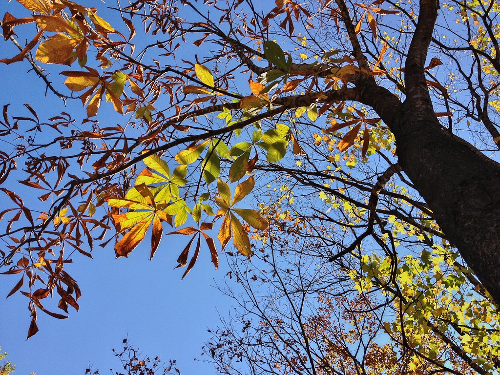 煌めく秋