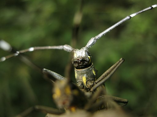 キボシカミキリの求愛