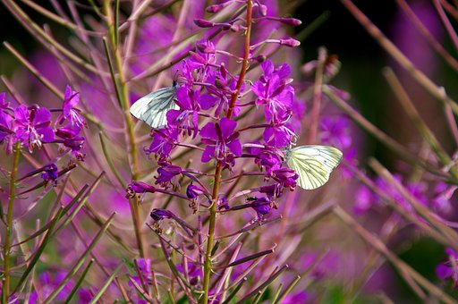 Flowers in a Meadow