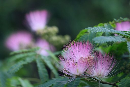 ネム（合歓）の花