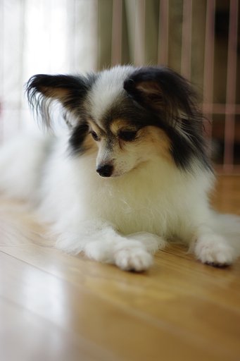 FA50mm f1.4をf1.4で