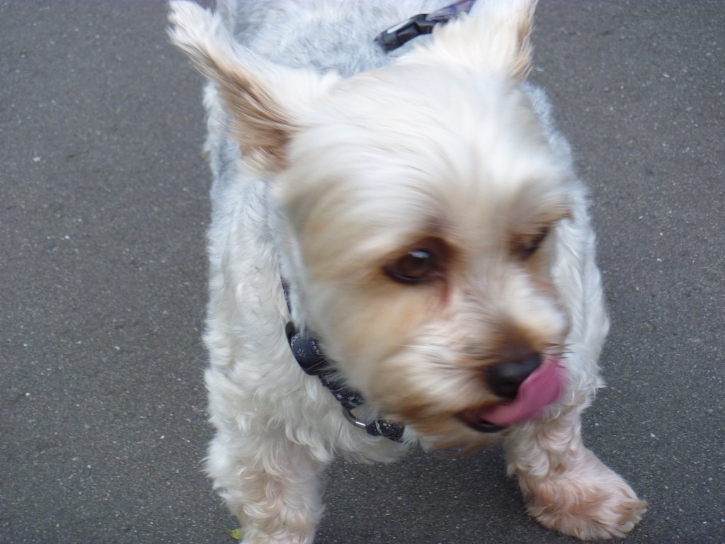 犬