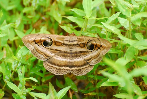 　オスグロトモエ
