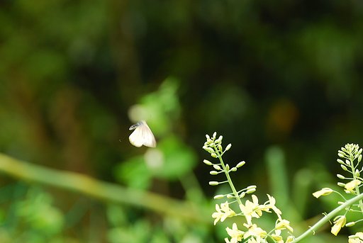 菜の花を求めて＃１