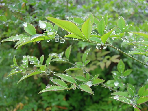雨のプレリュード
