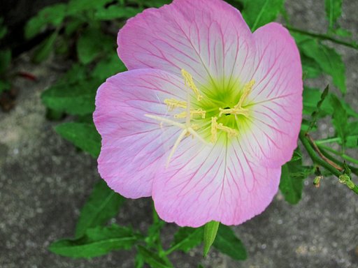 強かな昼咲き月見草