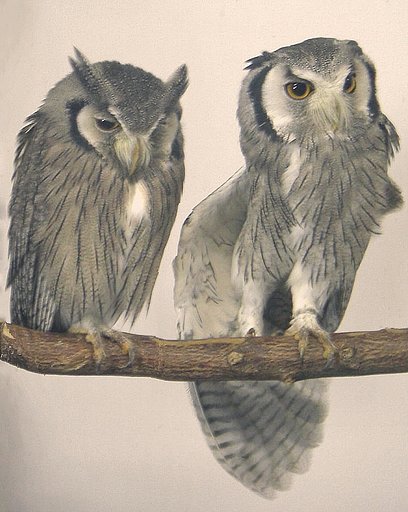 【睦】フクロウのオシドリカップル