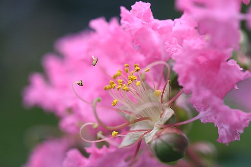 一番花が開きました