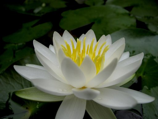 白い花