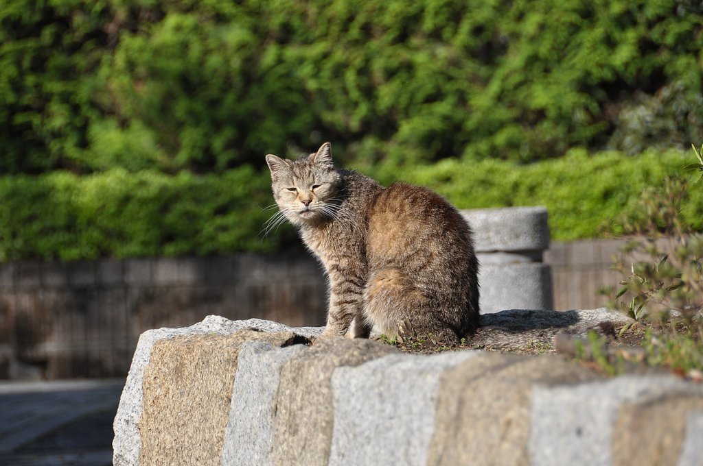 老猫