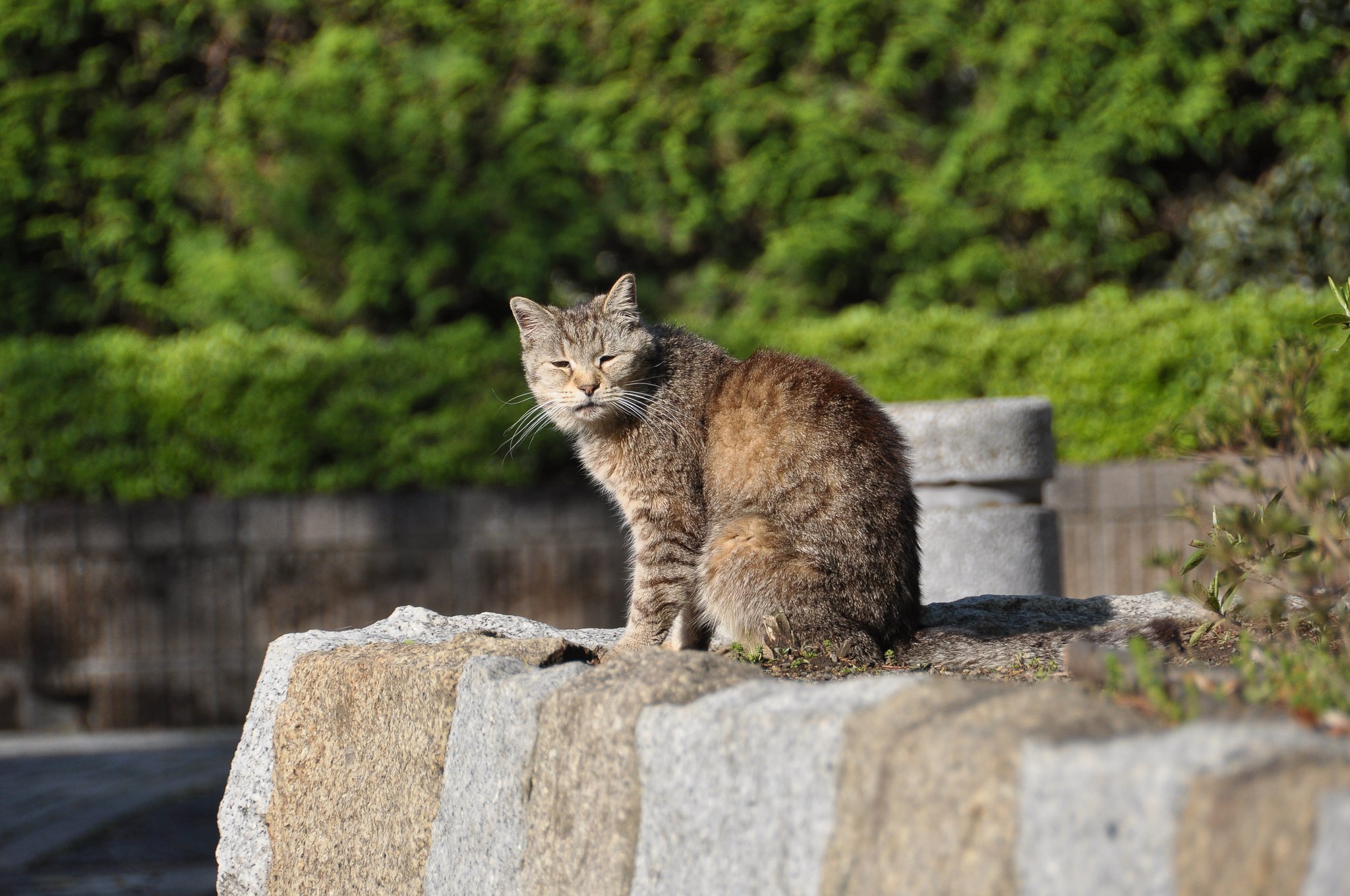 老猫