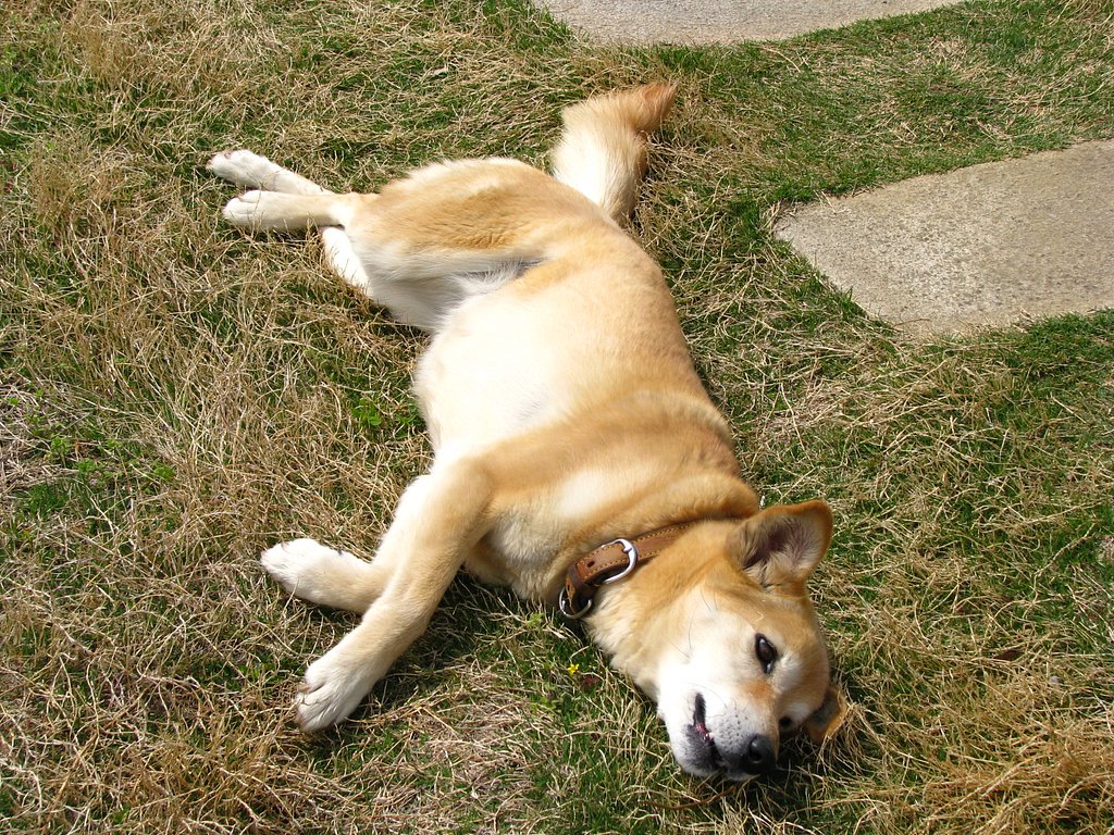 【おだやかに・・・春】モモ