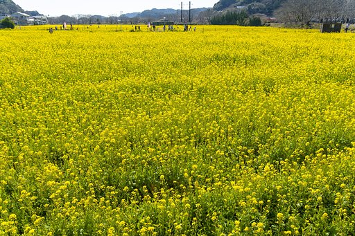 季節を行ったり来たり
