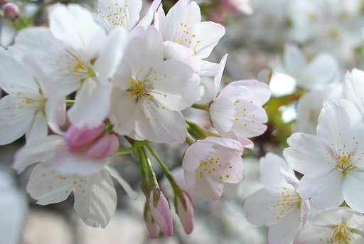 庭の桜がようやく見ごろになりました