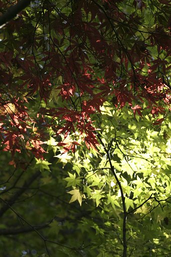 母と子の森