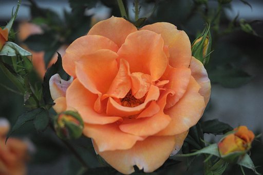 ドアップの薔薇