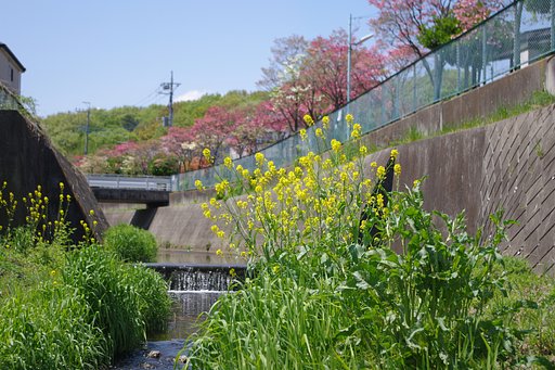 【おだやかに…春】 セイヨウカラシナの咲く川原