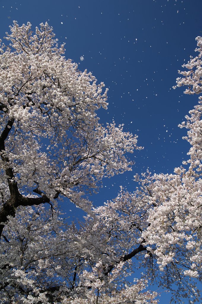 桜舞い散る・・・