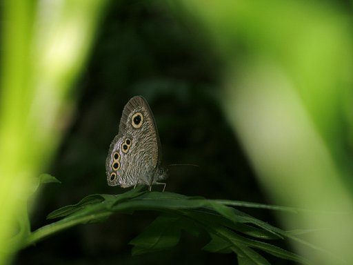 ヒメウラナミのジャノメさん