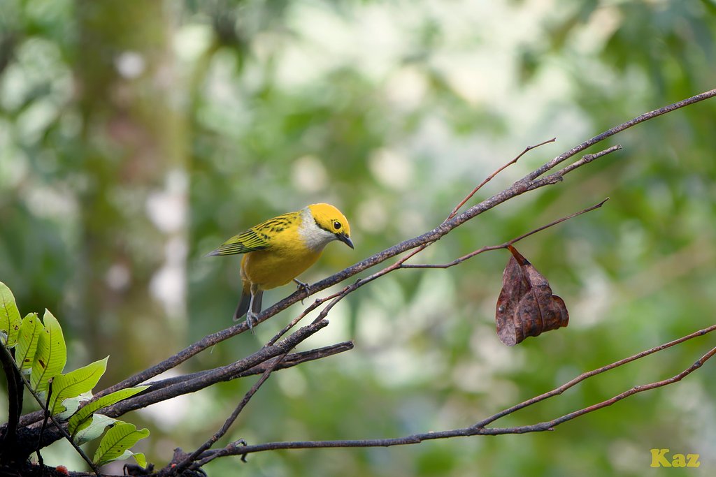 Costa Rica 13