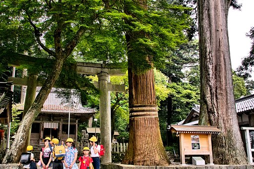 【睦】 大神神社の大杉