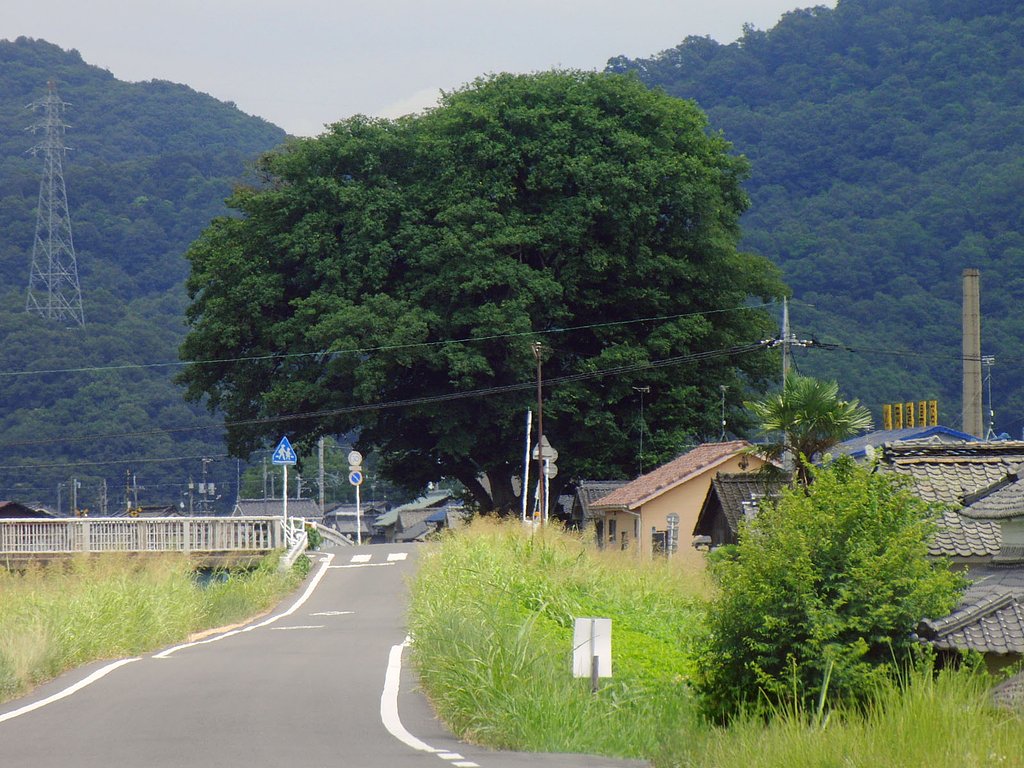 楠大木