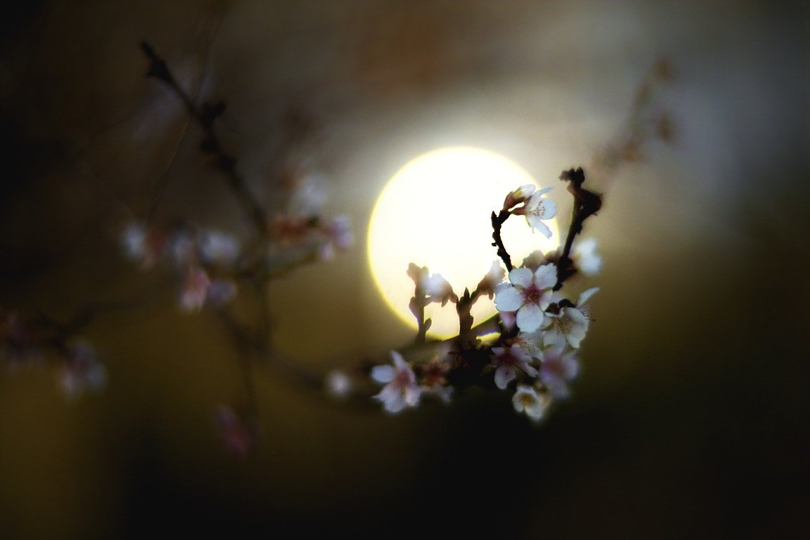 【逆】　逆光桜