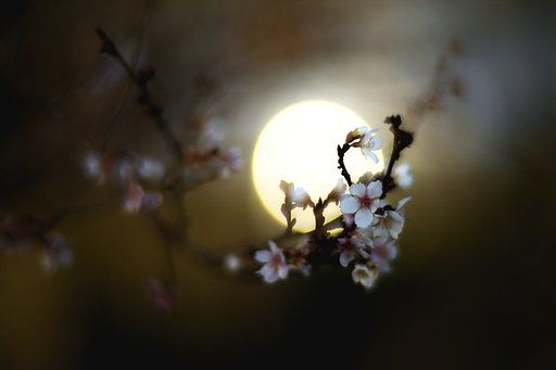 【逆】　逆光桜