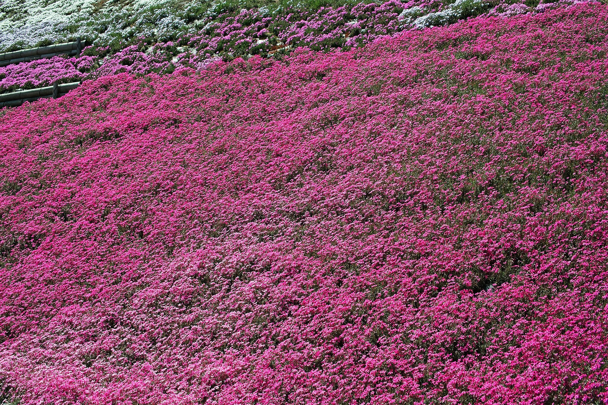 【おだやかに・・・春】芝桜がいっぱい