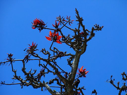 ディゴの花（沖縄の植物３）