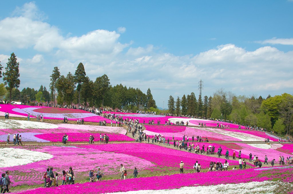 地面に咲く櫻・・・