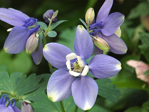 【おだやかに…春】深山オダマキ